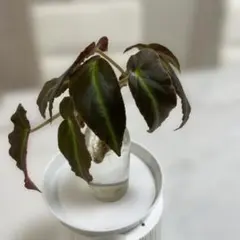 -檸檬-様 リクエスト 3点 まとめ商品