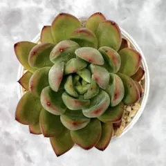 204☘️2年間管理株☘️タグ付☘️超レア☘️⭐️BELCHERI⭐PINK ICE系
