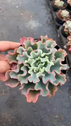 chibimimi様 リクエスト 3点 まとめ商品