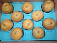 Misa様専用　甘太梨
