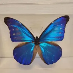 2025年最新】蝶 標本 レアの人気アイテム - メルカリ