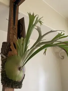 ビカクシダ ssfoong 親株vandaka plantsおまけ付き P. 'Ss Foong' 随分前にマレーシアで出会った親株 分岐