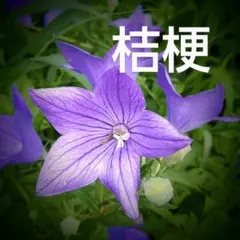 希少☆大輪朝顔☆黒女王の苗☆青斑入蝉葉濃葡萄鼠丸咲大輪（黒女王)☆9