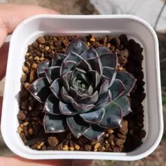 chiii様 リクエスト 3点 まとめ商品