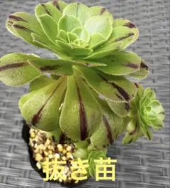 23#観葉植物 アエオニウム錦❤️グリ一ンファイア一錦❤️碧火❤3頭