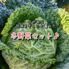 冬野菜セット！珍しい野菜詰め合わせ♡80サイズ 旬の新鮮やさい