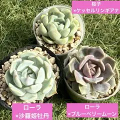 韓国苗 15苗ちびちゃん詰め合わせ！多肉植物 MIX苗 交配苗など