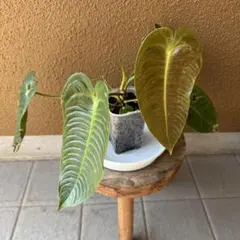 2025年最新】アンスリウム ベイチーの人気アイテム - メルカリ