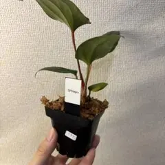 Anthurium AOS✖️RVDP斑入り - メルカリ