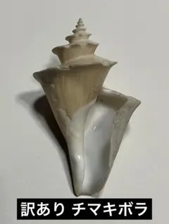 貝殻標本 チマキボラ ⑧ チマキボラ | 貝の図鑑