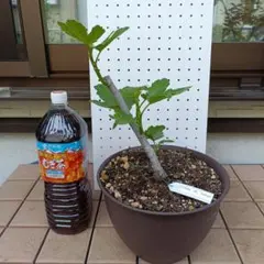 Crema di Mango イチジク 2年生苗木 Crema di Mango イチジク 2年生苗木 - メルカリ