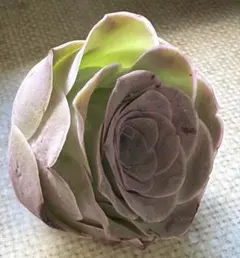 M*0様 No.a628グリーノビア　若画　アエオニウム　多肉植物撮影11月8日