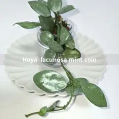 2025年最新】ホヤ ラクノーサの人気アイテム - メルカリ