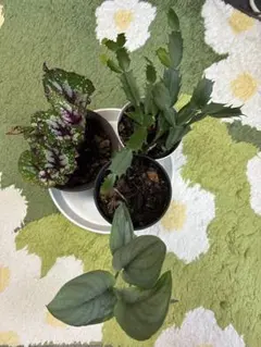 観葉植物 3種セット ベゴニア シャコバサボテンのサムネイル