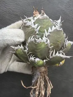 2026年最新】ゴリ猫の人気アイテム - メルカリ