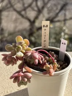 22 多肉 チェリーボンボン ぼのぼのさん苗 検) リンダリンダ