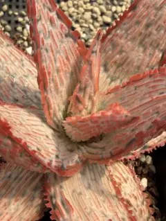 2026年最新】アロエハイブリッドの人気アイテム - メルカリ