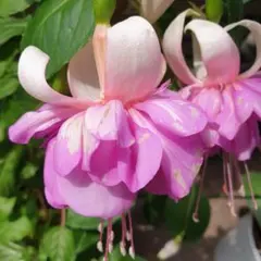 もぐもぐ♪v(*'-^*)^☆様 リクエスト 3点 まとめ商品