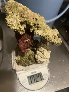 2026年最新】人工 ライブロックの人気アイテム - メルカリ