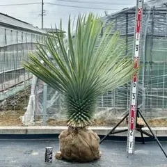 タイムセール4万値下 珍品 奄美多頭ソテツ 一点物 希少 - メルカリ