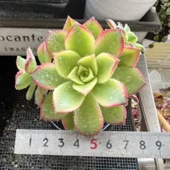 多肉植物アオエニウム夕映え抜き苗 - メルカリ