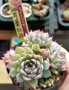 中里リンゼアナ　ルイパパ　札付き　鉢ごと 札付き】 中里リンゼアナ 紅桃花 ルイパパさん 土付き発送 多肉 - メルカリ