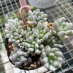 マナ様 リクエスト 2点 まとめ商品