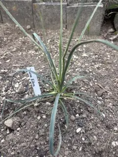 Yucca Elata ユッカ エラータ 苗のサムネイル