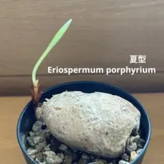 759〓Eriospermum porphyrium 発根済 759〓Eriospermum porphyrium 発根済 - メルカリ