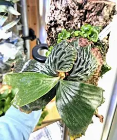 ビカクシダ☆Madagascariense☆マダガスカリエンセ☆コルク仕立てのサムネイル
