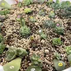 特別価格セット！　ミックスベリア　葉挿しっ子　26種　オマケ付　メルカリ便 人気♪ 特別価格セット ミックスベリア 葉挿しっ子 30種 オマケ付