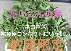 新鮮 採れたて　大根葉 数量限定　300g ネコポスのサムネイル