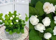 ジャスミン苗　八重咲きジャスミン　マツリカ　薔薇咲き　アラビアンジャスミンのサムネイル