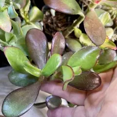 ℳ.様専用　桜花月錦　切り苗2本と新花月錦1本