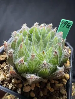 13a 多肉植物 ハオルチア　九尾狐実生苗糊斑　自家繁殖　鉢植え発送 105g 多肉植物 ハオルチア 九尾狐実生苗 自家繁殖 鉢植え発送 - メルカリ