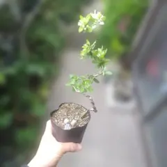 ミニ盆栽、盆栽、植木、植物、雑木、山野草、花物盆栽、実物盆栽、盆栽鉢