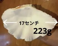 希少 インド産 白螺貝 シャンクガイ treasure スピリチュアル - メルカリ
