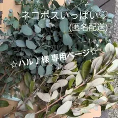 [ユーカリのフレッシュ]　ユーカリ20本＋α & フェイジョア