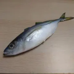 【食品サンプル】あじ