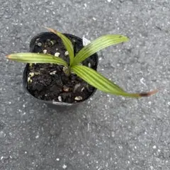 kunishiho様 リクエスト 3点 まとめ商品