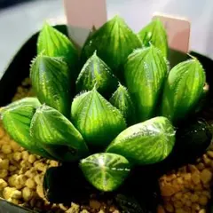 659 ◎ ナイルの一滴実生 大型選抜苗多肉植物 ハオルチア アロエ