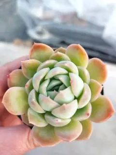 2026年最新】オーズプランツ苗の人気アイテム - メルカリ