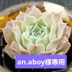 an.aboy様 リクエスト 2点 まとめ商品