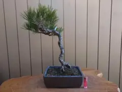 2025年最新】盆栽 赤松の人気アイテム - メルカリ