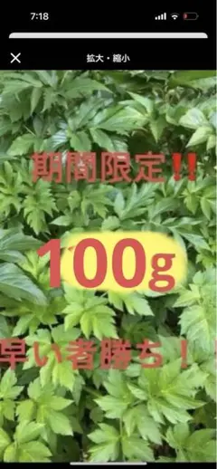 ‼️期間限定‼️ 明日葉あしたば　中の葉　100g 幼虫　蝶々　モルモット　うさぎ