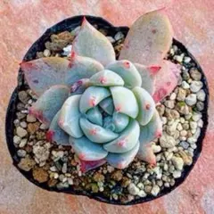 多肉植物 ピンクブルーバード