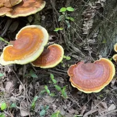 天然マンネンタケ　霊芝　巨大 天然マンネンタケ 霊芝 巨大 - メルカリ