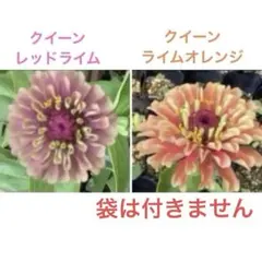 ジニア（百日草）　クィーンレッドライム・ライムオレンジ　各8粒と3種類のおまけ付