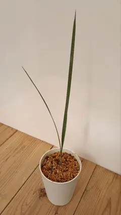 kunishiho様 リクエスト 2点 まとめ商品