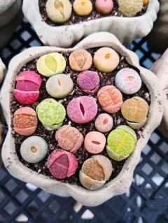 多肉植物 リトープス大きめ苗1.4~2.0cm 10個 - メルカリ
